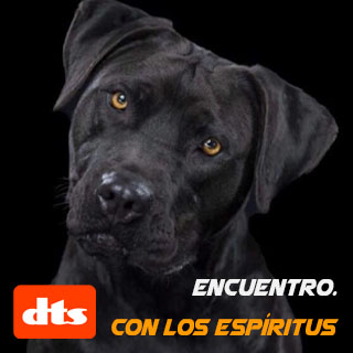 mascotas