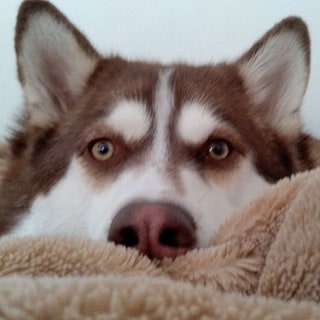 Treasure face